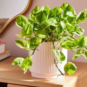 Lemon Meringue Pothos Live Plant 4 inch Potted Multicolor Green Vine