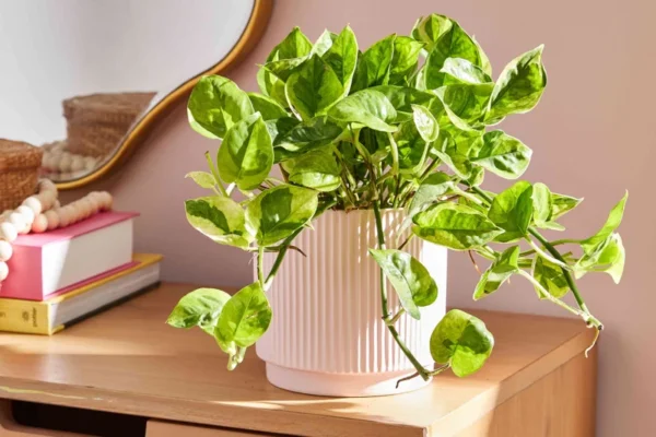Lemon Meringue Pothos Live Plant 4 inch Potted Multicolor Green Vine