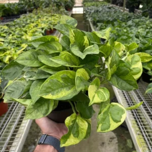 Lemon Meringue Pothos Live Plant 4 inch Potted Multicolor Green Vine