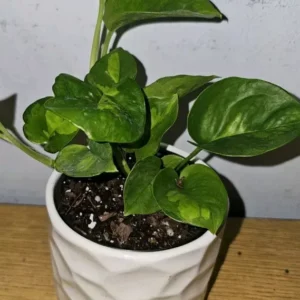 Lemon Meringue Pothos Live Plant 4 inch Potted Multicolor Green Vine