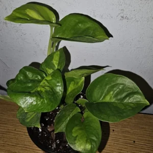 Lemon Meringue Pothos Live Plant 4 inch Potted Multicolor Green Vine