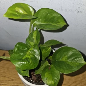 Lemon Meringue Pothos Live Plant 4 inch Potted Multicolor Green Vine