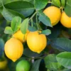 Lemon Tree Self Pollinated Tree - Easy Growing Variety