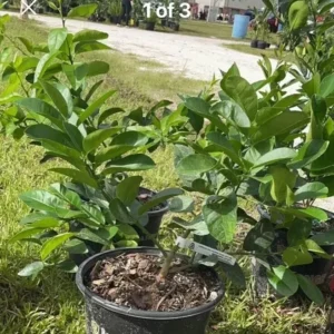 Lemon Tree Self Pollinated Tree - Easy Growing Variety