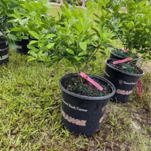 Lemon Tree Self Pollinated Tree - Easy Growing Variety