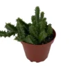 Lifesaver Cactus Plant - Huernia zebrina - Exotic Flower - 4 Inch Pot