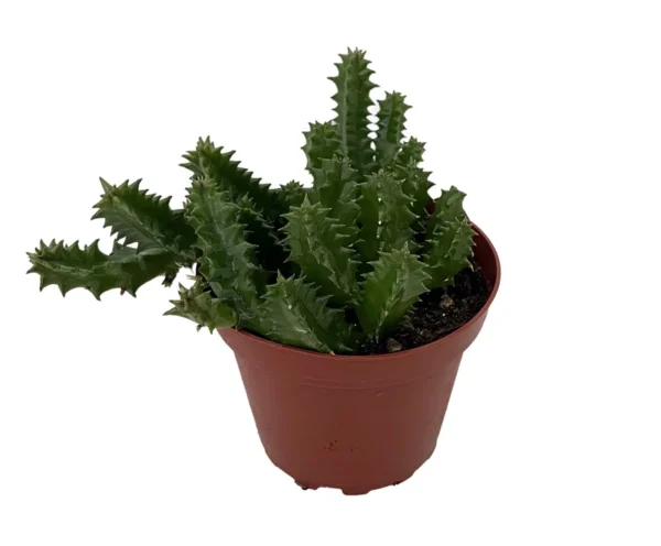 Lifesaver Cactus Plant - Huernia zebrina - Exotic Flower - 4 Inch Pot