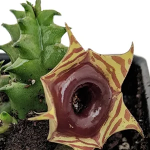 Lifesaver Cactus Plant - Huernia zebrina - Exotic Flower - 4 Inch Pot