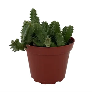 Lifesaver Cactus Plant - Huernia zebrina - Exotic Flower - 4 Inch Pot