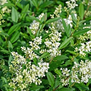 Ligustrum Lucidum Privet Trees - 10 Bare Roots Set, 6-12 Inch, Green & Purple, Outdoor