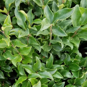 Ligustrum Lucidum Privet Trees - 20 Bare Roots Set - 6-12 Inch Evergreen