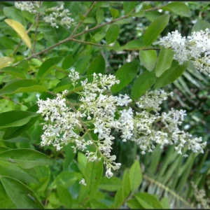 Ligustrum Lucidum Privet Trees - 50 Bare Roots Set 6-12 Inch - Green Purple - Outdoor Evergreen