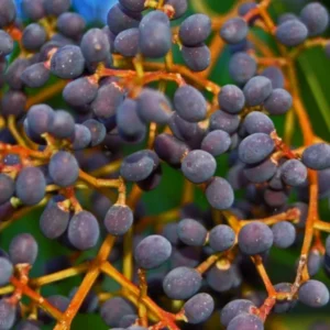 Ligustrum japonicum Bush Plant - 4-8