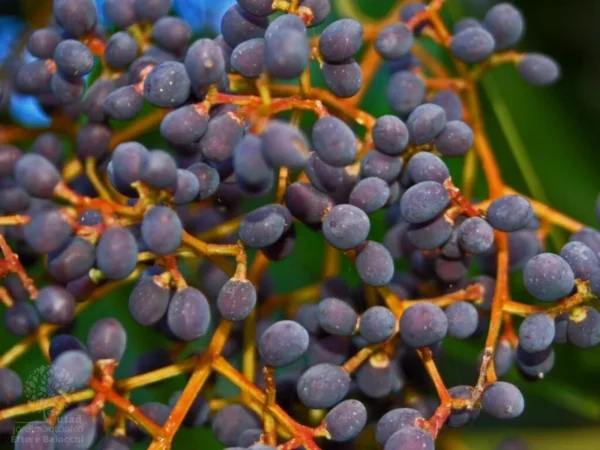 Ligustrum japonicum Bush Plant - 4-8" Wax-Leaf Privet Tree in 4" Pot - Evergreen Shrub