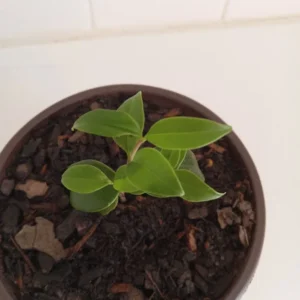 Ligustrum japonicum Bush Plant - 4-8