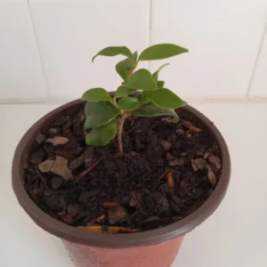 Ligustrum japonicum Bush Plant - 4-8