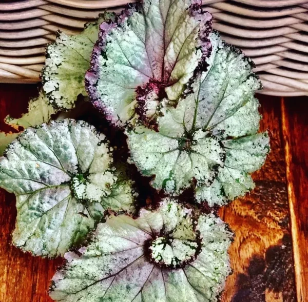 Live Plants Indoor Potted - Houseplants for Home Decor