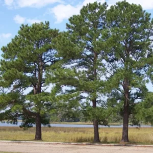 Loblolly Pine Tree Plant - 4 Inch Pot - Pinus Taeda Sapling