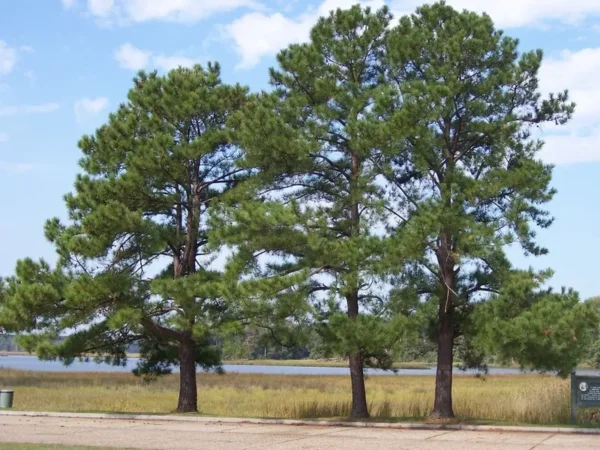 Loblolly Pine Tree Plant - 4 Inch Pot - Pinus Taeda Sapling
