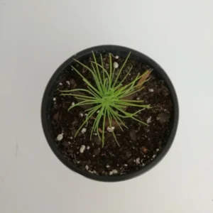 Loblolly Pine Tree Plant - 4 Inch Pot - Pinus Taeda Sapling