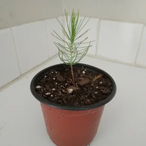 Loblolly Pine Tree Plant - 4 Inch Pot - Pinus Taeda Sapling