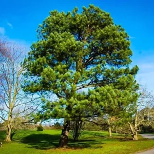 Loblolly Pine Tree Plant - 4 Inch Pot - Pinus Taeda Sapling