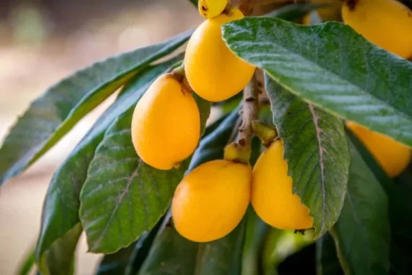 Loquat Tree - Japanese Plum Fruit Tree - 1 to 2 Feet Tall - 6 Inch Pot