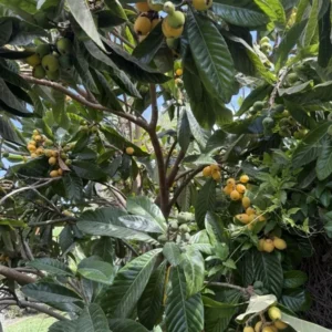 Loquat Tree - Japanese Plum Fruit Tree - 1 to 2 Feet Tall - 6 Inch Pot
