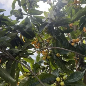 Loquat Tree - Japanese Plum Fruit Tree - 1 to 2 Feet Tall - 6 Inch Pot