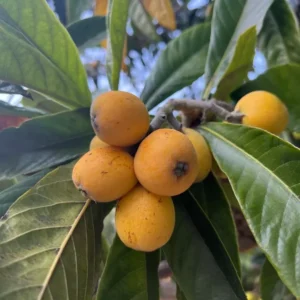 Loquat Tree - Japanese Plum Fruit Tree - 1 to 2 Feet Tall - 6 Inch Pot