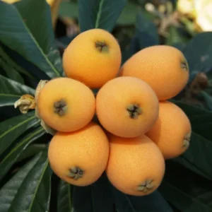 Loquat Tree Organic Tall Size Full Roots Fruit Tree