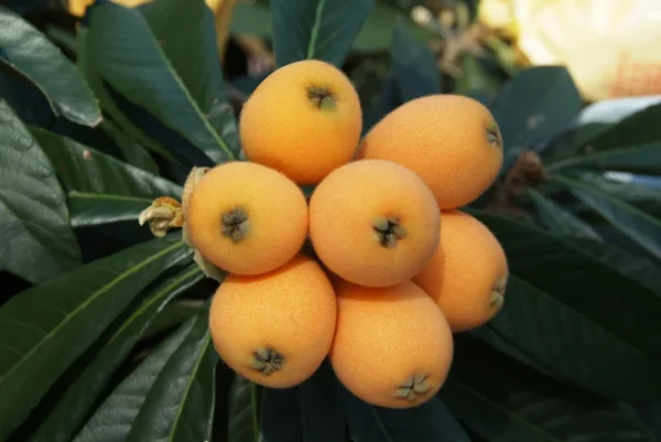 Loquat Tree Organic Tall Size Full Roots Fruit Tree