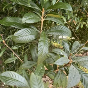 Loquat Tree Organic Tall Size Full Roots Fruit Tree