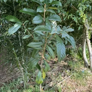 Loquat Tree Organic Tall Size Full Roots Fruit Tree