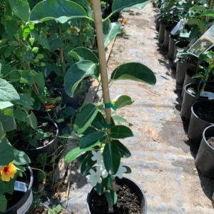 Madagascar Jasmine Plant - Stephanotis Floribunda - White Jasmine - 1 ft Tall - 6in Pot
