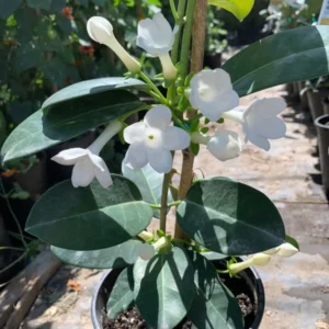 Madagascar Jasmine Plant - Stephanotis Floribunda - White Jasmine - 1 ft Tall - 6in Pot