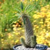 Madagascar Palm - Pachypodium Lamerei - Exotic Plant - 6" Pot - Easy Care