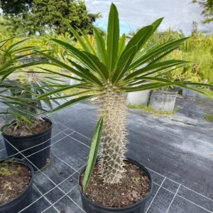 Madagascar Palm - Pachypodium Lamerei - Exotic Plant - 6" Pot - Easy Care