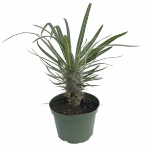 Madagascar Palm - Pachypodium Lamerei - Exotic Plant - 6
