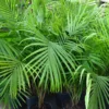 Majesty Palm Plant - Tropical Houseplant - Indoor Palm Tree