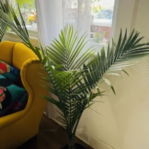 Majesty Palm Plant - Tropical Houseplant - Indoor Palm Tree