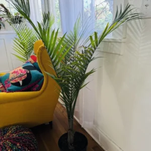 Majesty Palm Plant - Tropical Houseplant - Indoor Palm Tree