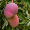 Mango Palmer Tree - Fruiting Tree - Tropical Delight