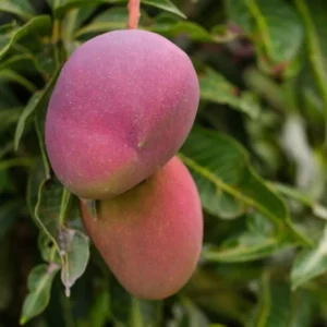 Mango Palmer Tree - Fruiting Tree - Tropical Delight
