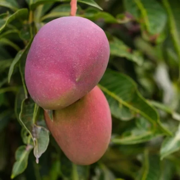 Mango Palmer Tree - Fruiting Tree - Tropical Delight