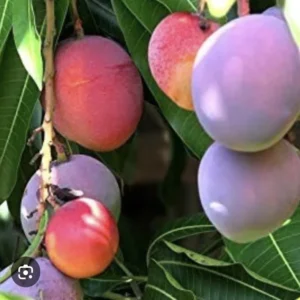 Mango Palmer Tree - Fruiting Tree - Tropical Delight