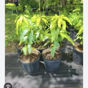 Mango Palmer Tree - Fruiting Tree - Tropical Delight