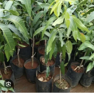 Mango Palmer Tree - Fruiting Tree - Tropical Delight