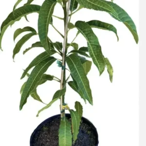 Mango Palmer Tree - Fruiting Tree - Tropical Delight