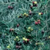 Manzanillo Olive Tree Olea Europaea Plant - 2 Feet Tall - 6 Inch Pot